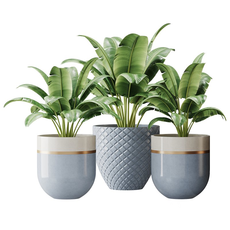 Spathiphyllum wallisii flower Image 1