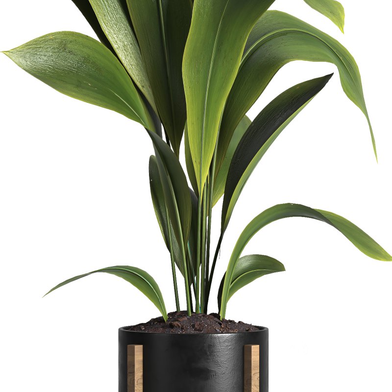 indoor plant 042 Image 2