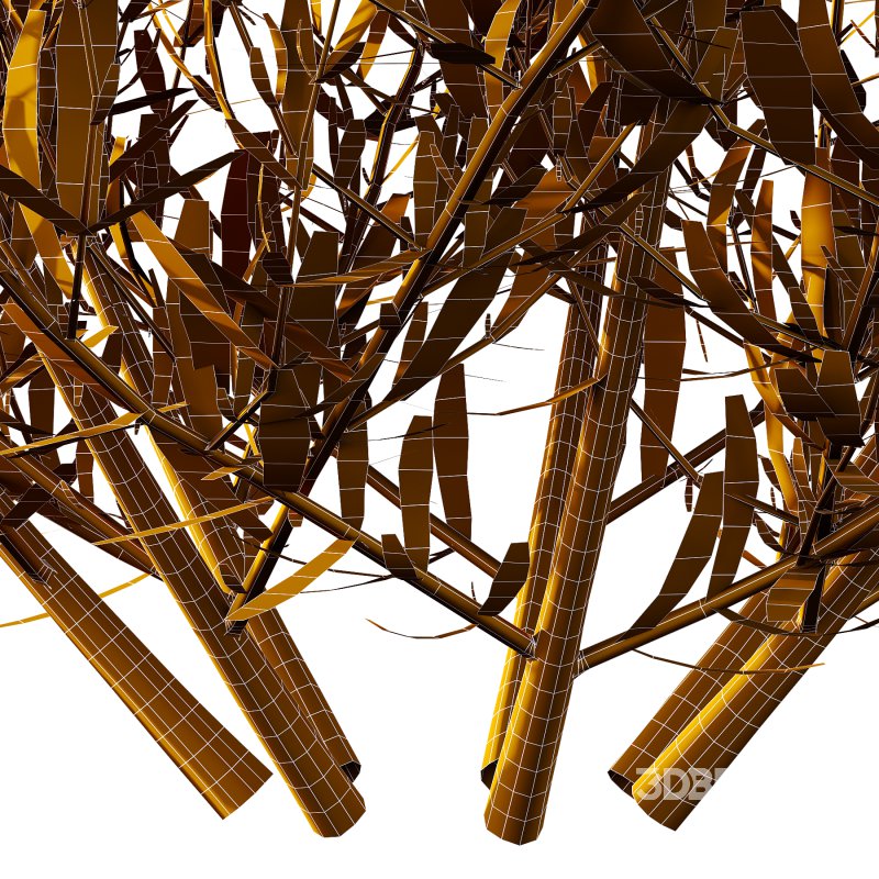 plant bush Lavandula pedunculata 02 Image 5