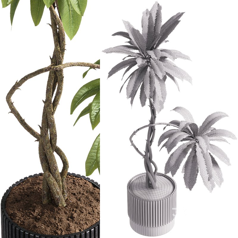 indoor plants – 58 plant in pot Image 2