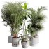 indoor plants 113 – plant collections in pot - Thumbnail 3