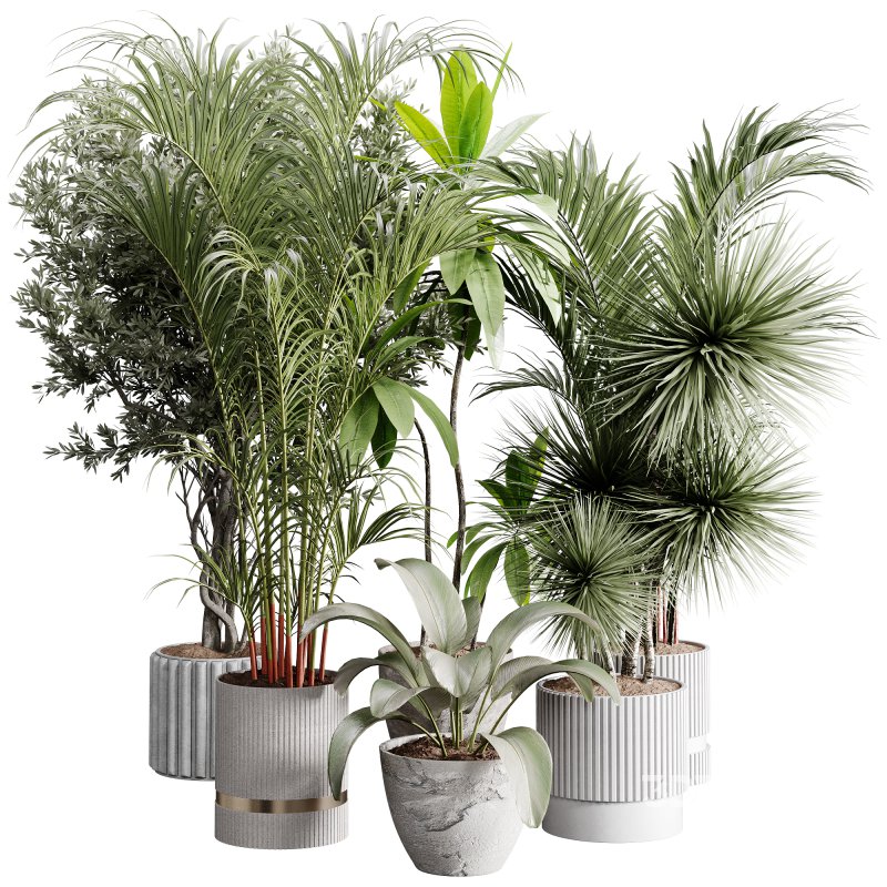 indoor plants 113 – plant collections in pot Image 3