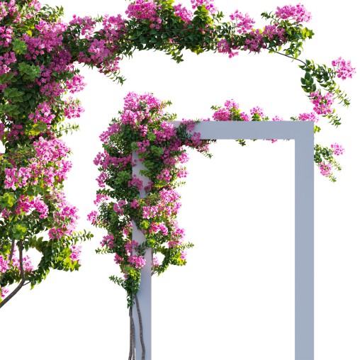 Bougainvillea – Paper Flower 03