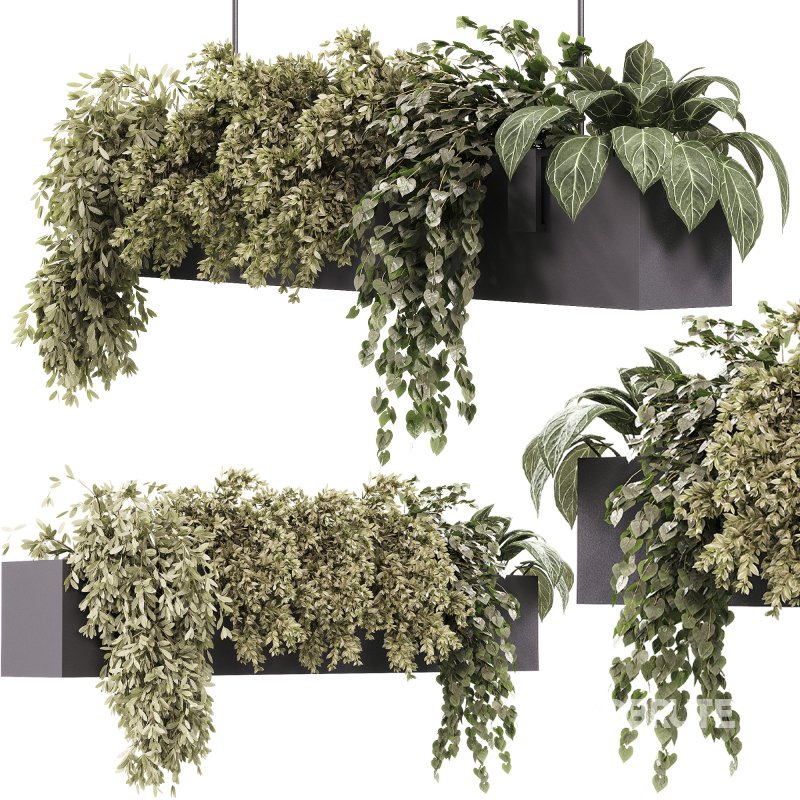 Indoor plants – 35 hanging indoor Plants Image 6