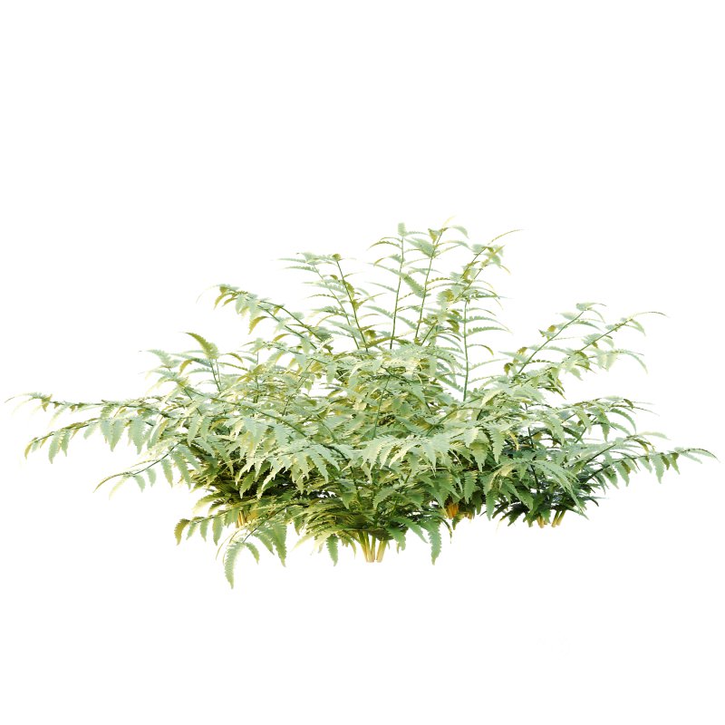 Macrothelypteris torresiana Fern bush 03 Image 5