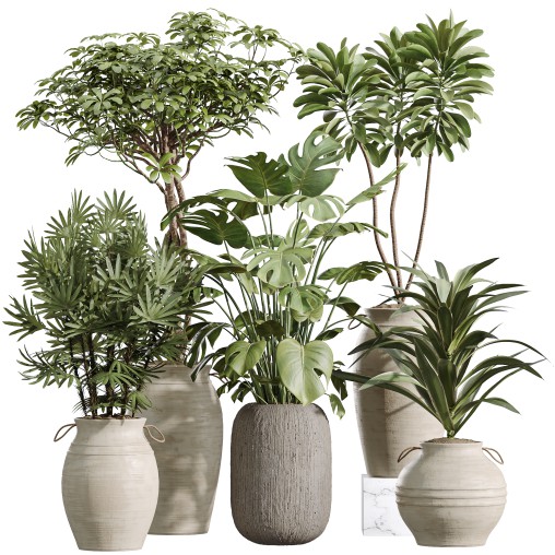 AV Indoor Plants Set 253 Monstera Drupifera Warneckii Schefflera Rhapis Excelsa