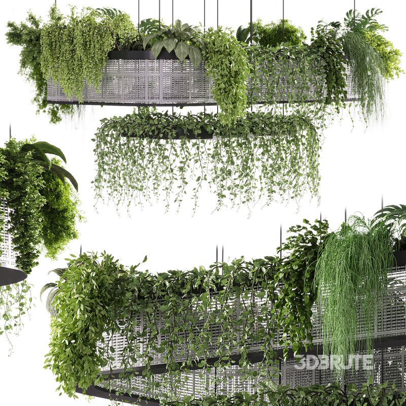 indoor plants – 62 Hanging indoor plant Image 2