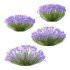 plant bush Flower Lavandula pedunculata 03 - Thumbnail 3