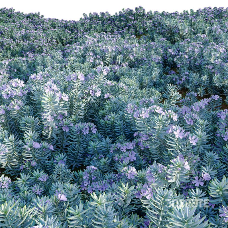 Westringia fruticosa – Coast Rosemary 02 Image 4