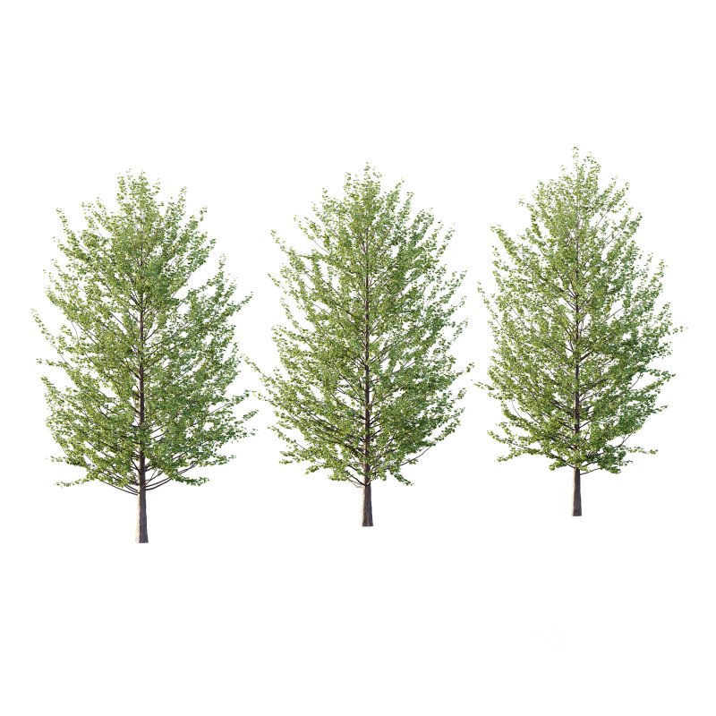 Maidenhair Ginkgo Biloba Tree 07 Image 3