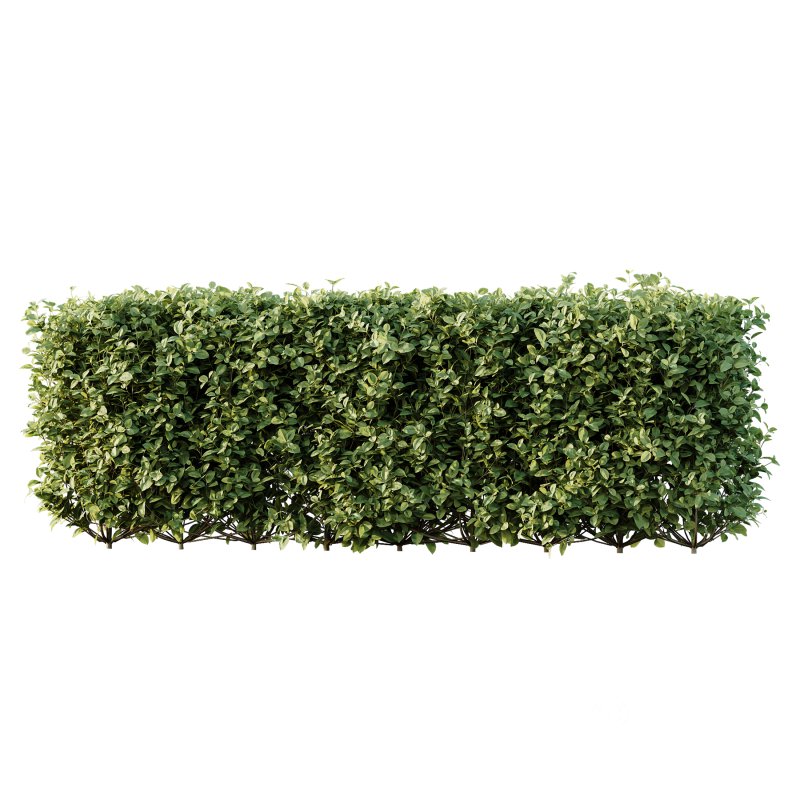 ntal strength to any architectural landscape. Native to Japan and Korea, this variegated privet is celebrated for its dense, glossy foliage edged with creamy yellow to golden margins—perfectly sculpted into geometric topiary forms or classic hedge rows. Image 1