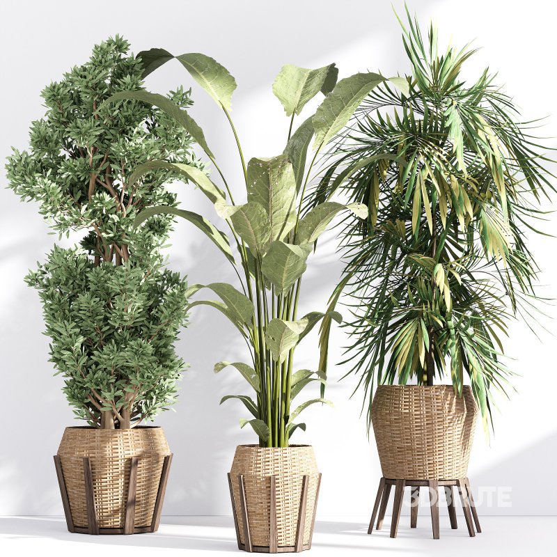 Indoor collection plants set 03 Image 1