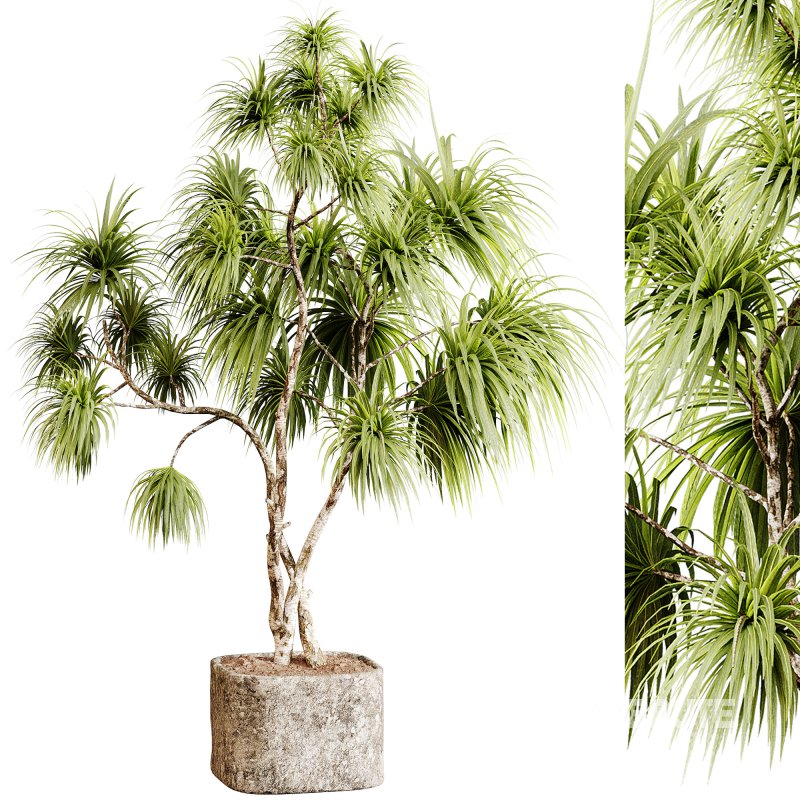 Indoor plants 99 – Plant in pot Image 3