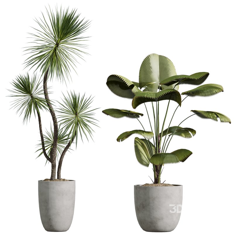 AV Indoor Plants Set 268 Licuala Palm and Yucca Aloifolia Rostrata and Mission Olive Image 4