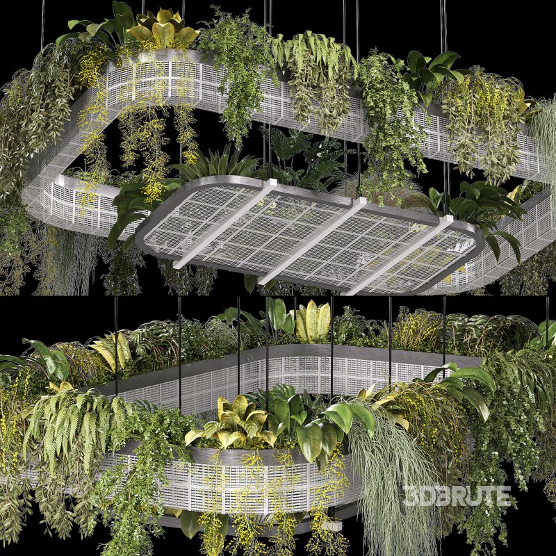 hanging indoor plants 02 Image 1