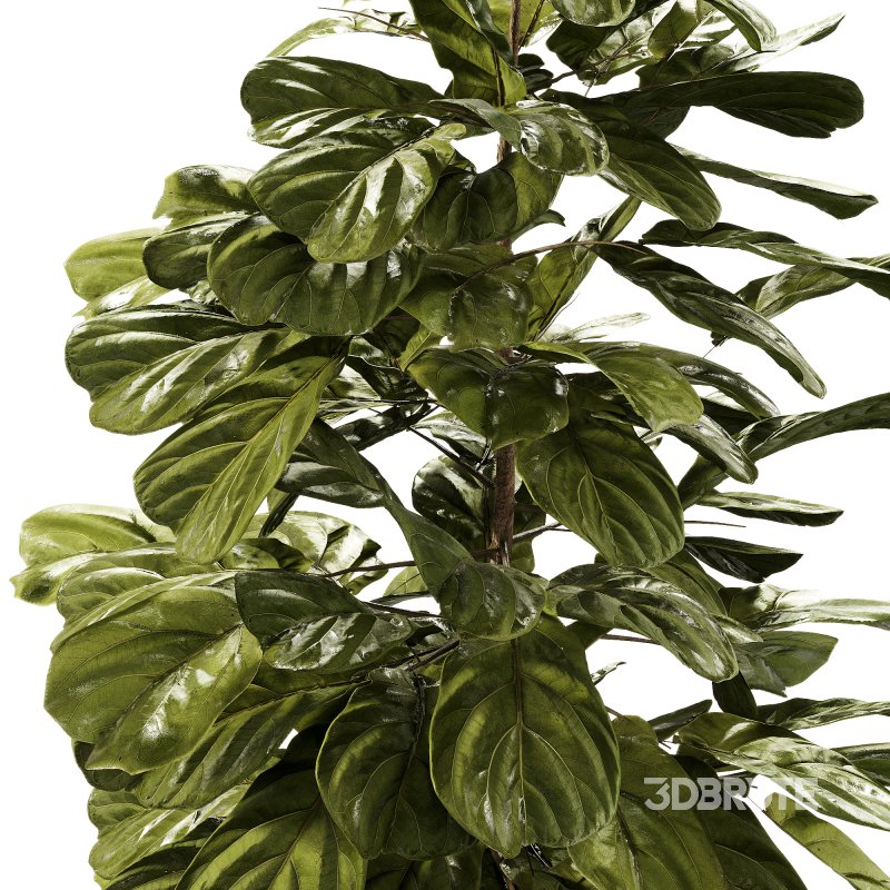 Indoor Plants – 27 Plant in pot Image 2