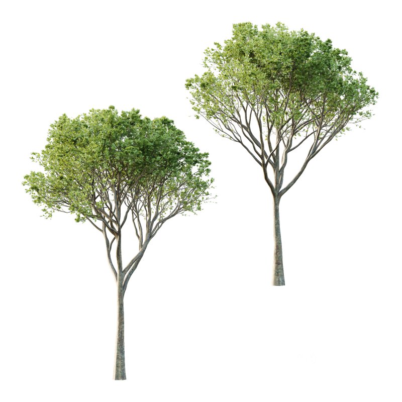 Acer Pseudoplatanus spring trees 07 Image 4