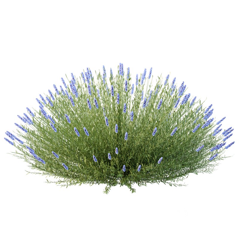 plant bush Flower Lavandula pedunculata 01 Image 3