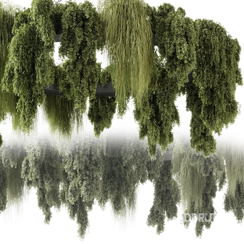 indoor plants 116 – Hanging indoor plant Image 4