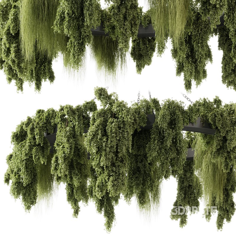 indoor plants 116 – Hanging indoor plant Image 7