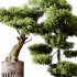 Indoor plants 73 – Bonsai Plant in pot - Thumbnail 8