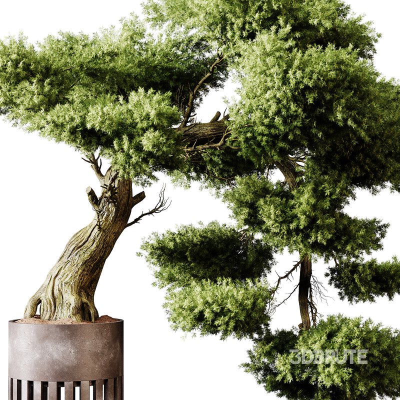 Indoor plants 73 – Bonsai Plant in pot Image 8