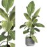 indoor plant 039 - Thumbnail 4