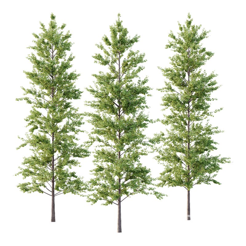 Maidenhair Ginkgo Biloba Tree 10 Image 1