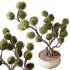 Indoor plants 74 – Bonsai Plant in pot - Thumbnail 4