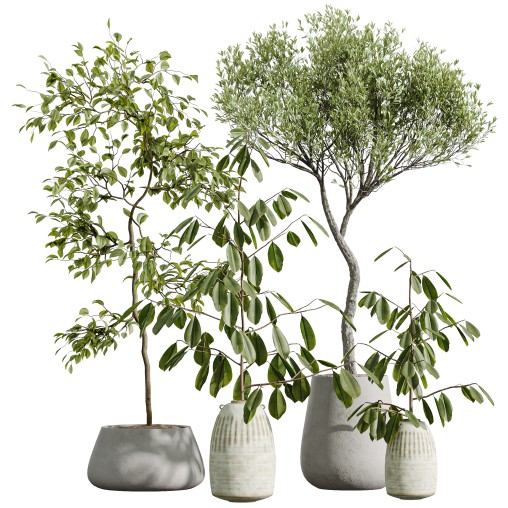 AV Indoor Plants Set 263 Japandi Ficus Dracaena Marginata and Mission Olive