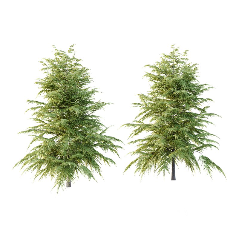 Fagus Grandifolia Tree 09 Image 1