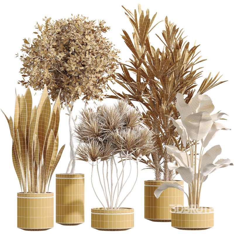 AV Indoor Plants Set 254 Sansevieria Olive Yucca Excelsa Palm Paradise Bird Image 6