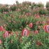 Scarlet Banksia – Banksia coccinea 01 - Thumbnail 5