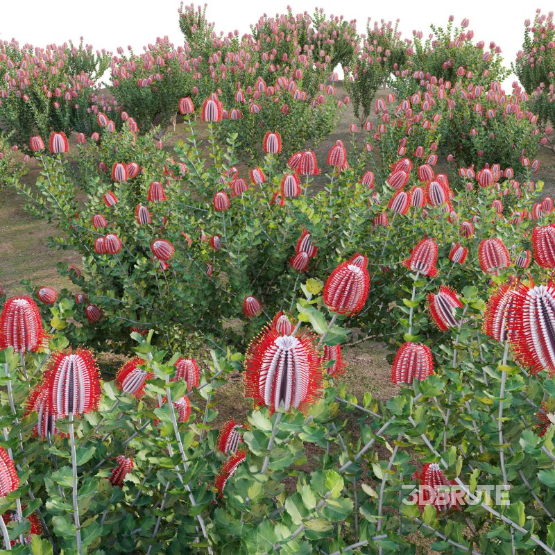 Scarlet Banksia – Banksia coccinea 01 Image 5