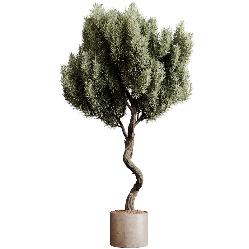 Indoor plants 79 – Plant in pot Image 1