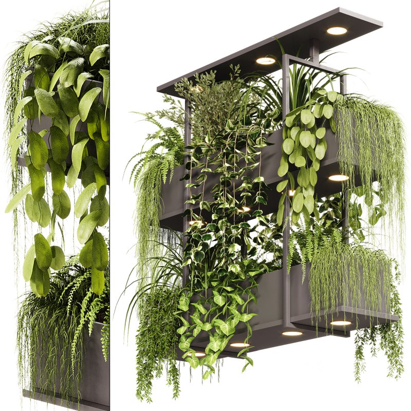 Indoor Plants – 23 Hanging plants Image 8