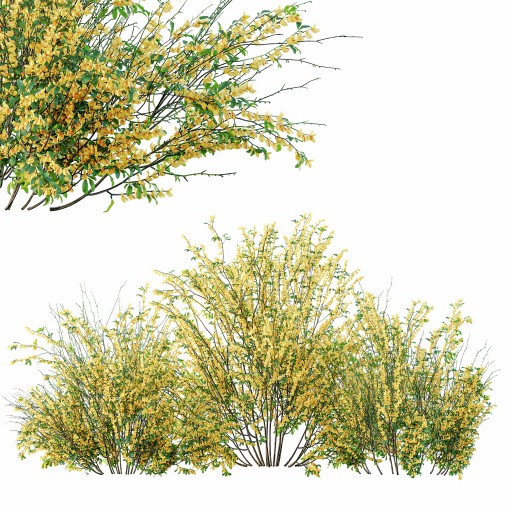 AV Cytisus scoparius 3 bushes
