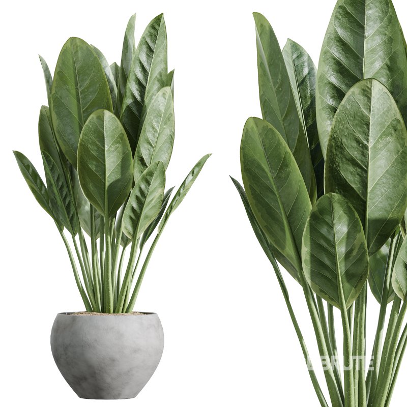 ntal variety of the classic Olea europaea, known for its soft silvery foliage and dense canopy. Native to Spain, this olive cultivar exudes Mediterranean charm and timeless refinement in both contemporary and rustic interiors. Image 5