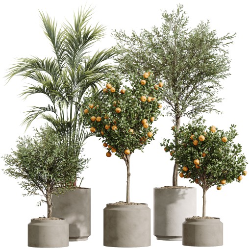 AV Indoor Plants Set 265 Olive Elegant Mission and Areca Palm and Fruit Orange Calamondin Tree