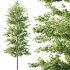 Maidenhair Ginkgo Biloba Tree 03 - Thumbnail 4