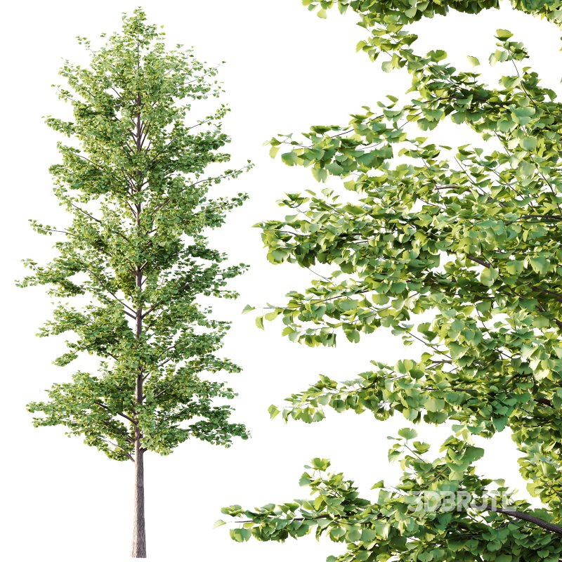 Maidenhair Ginkgo Biloba Tree 03 Image 4