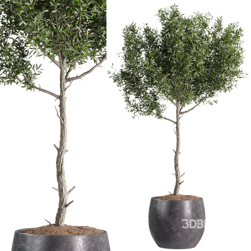 indoor plants – 44 plant in pot Image 4