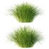 Carex Elata Aurea Grass 01 - Thumbnail 3