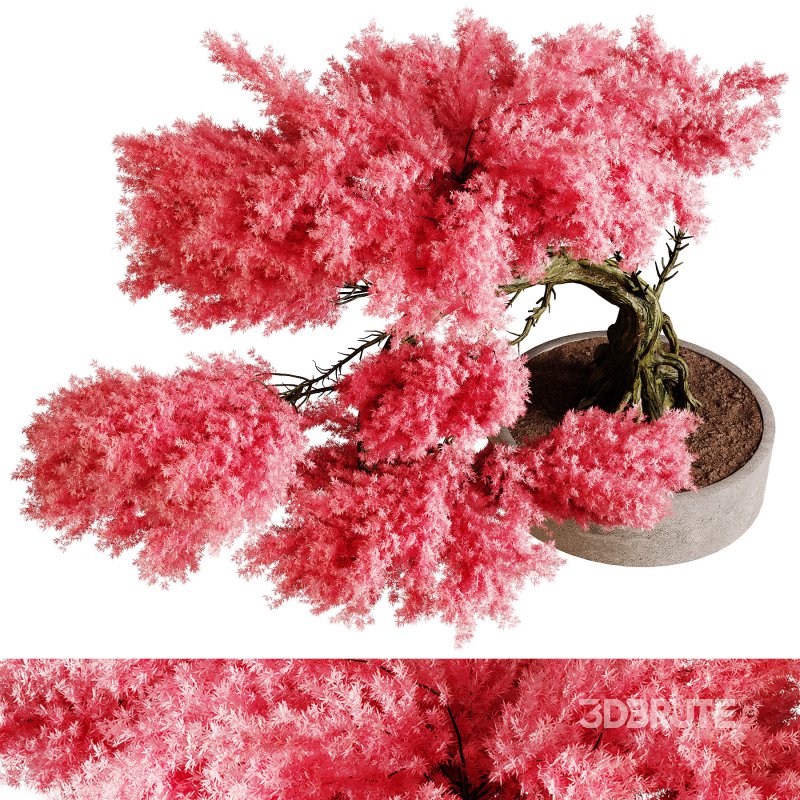 Indoor plants 76 – Plant in pot Image 3