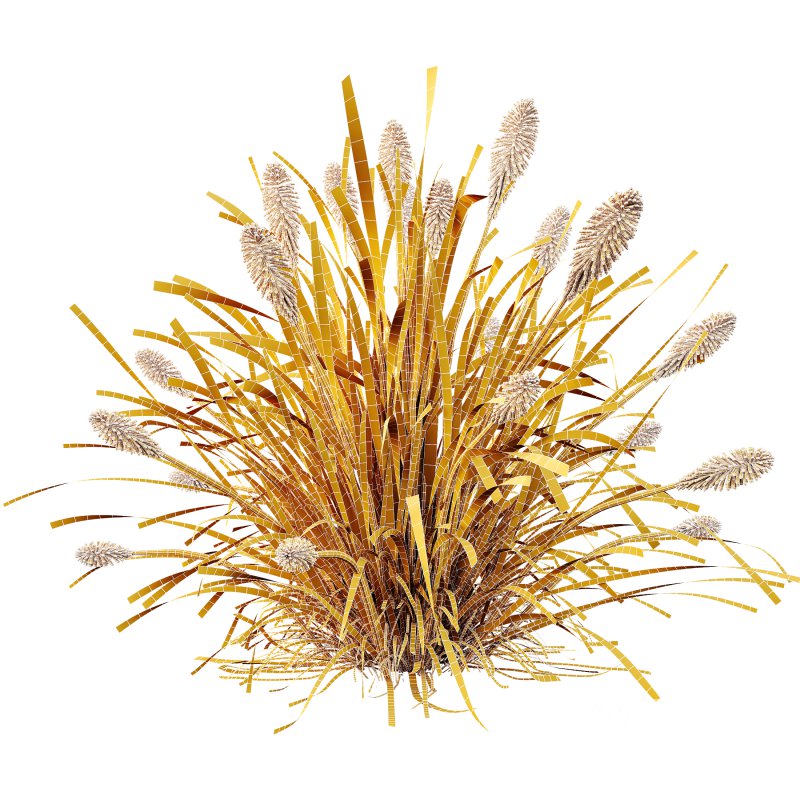 ntal grass native to moist meadows across Europe and western Asia. Its arching lime-yellow blades form dense mounds that shimmer in the light, offering a soft, flowing texture ideal for borders, ground covers, and contemporary garden compositions. Image 9