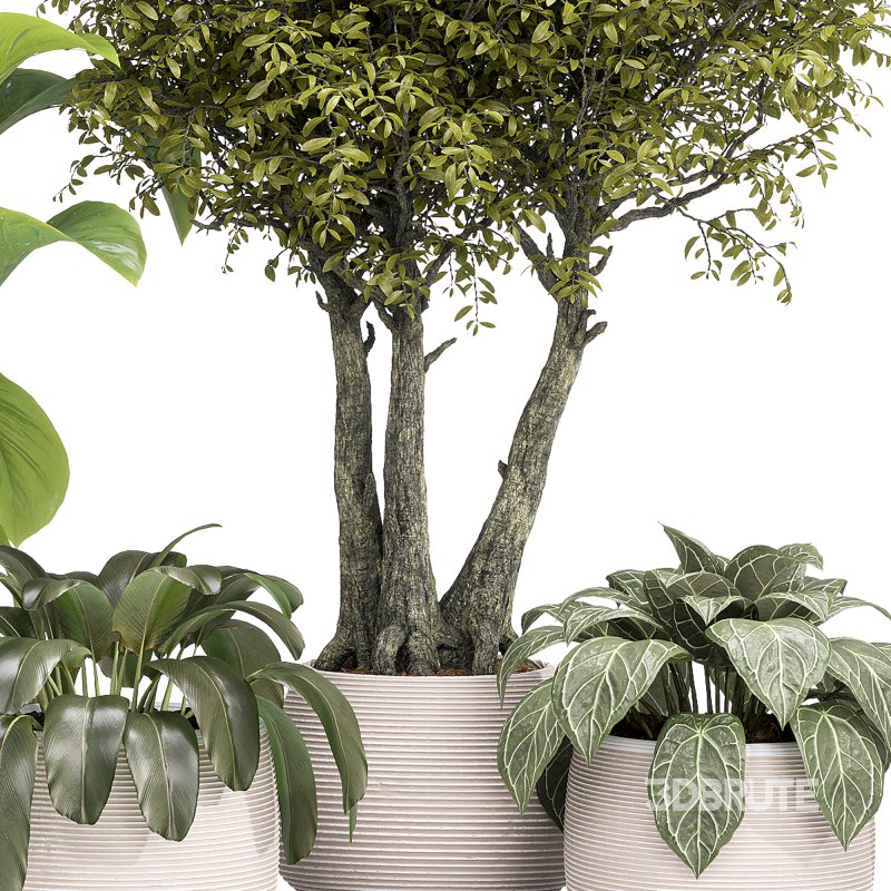 Indoor Collection plants 04 Image 6