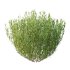 plant bush Lavandula pedunculata 02 - Thumbnail 6
