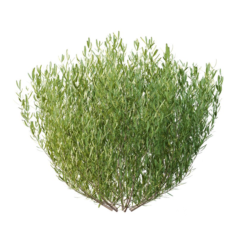 plant bush Lavandula pedunculata 02 Image 6