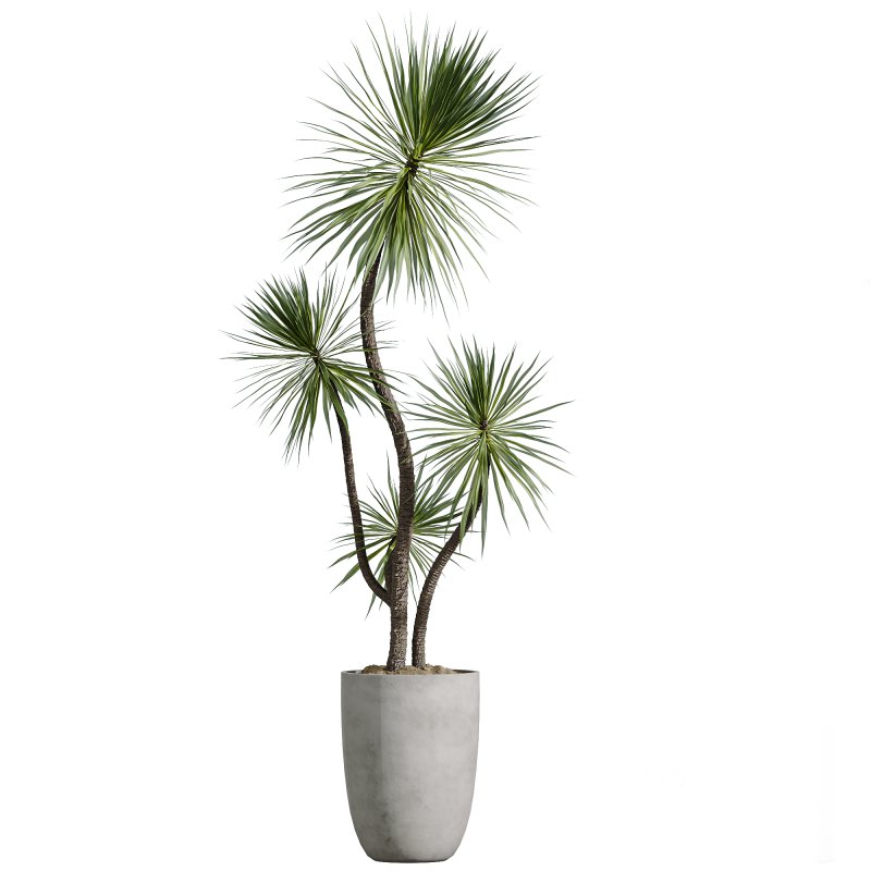AV Indoor Plants Set 268 Licuala Palm and Yucca Aloifolia Rostrata and Mission Olive Image 3
