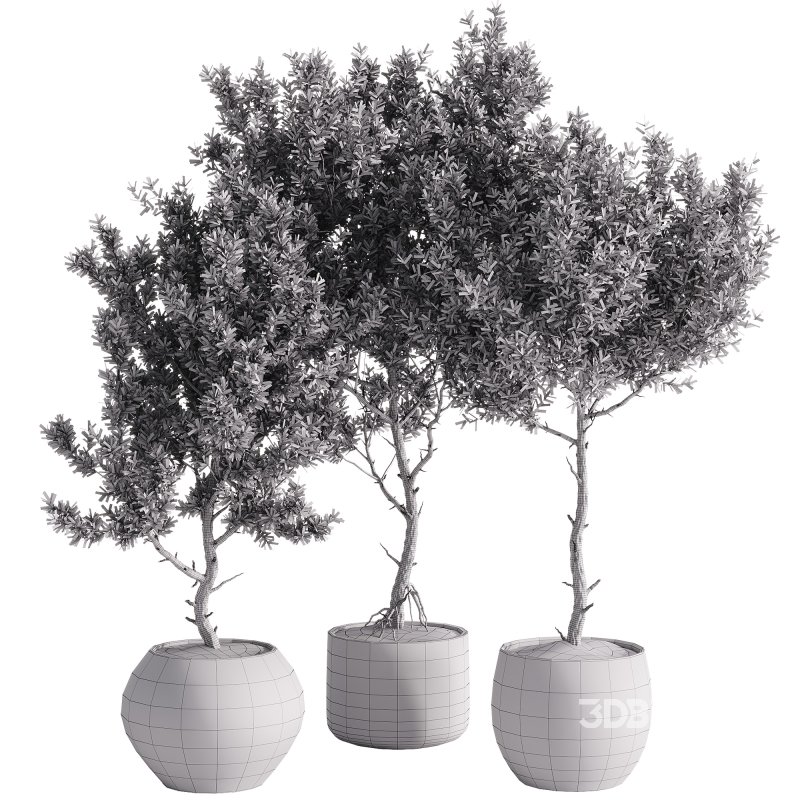 indoor plants – 44 plant in pot Image 1